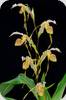 Paph. platyphyllum